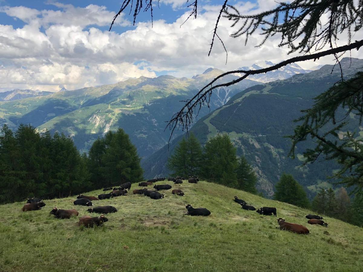 Bergbeiz Morgenrot B&B Embd 外观 照片